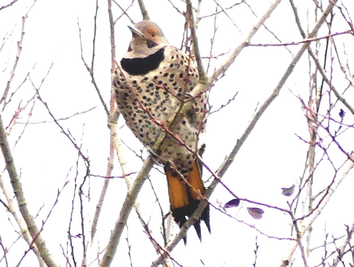Northern Flicker (Yellow-shafted x Red-shafted) - ML647498587