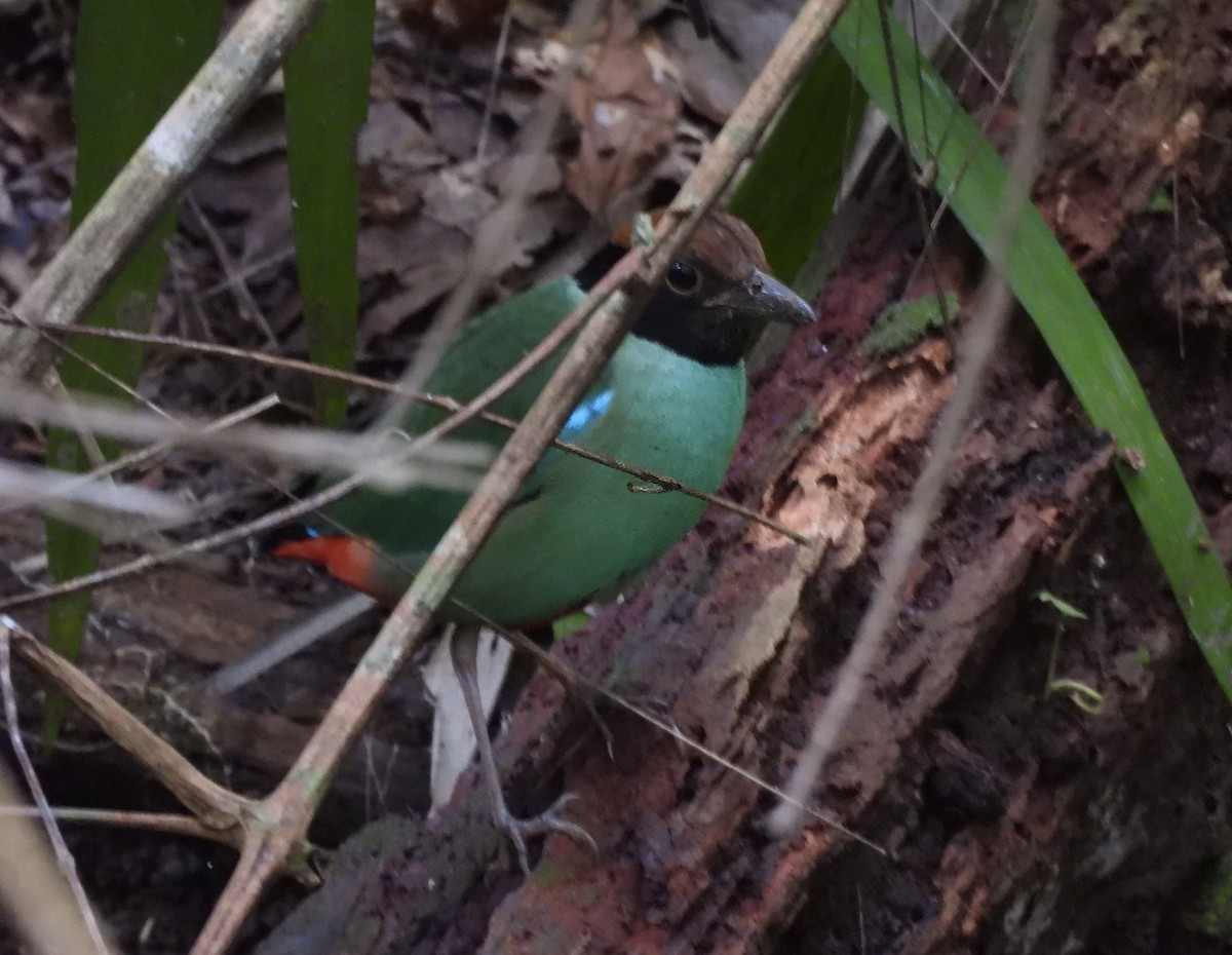 Піта західна - ML647498588