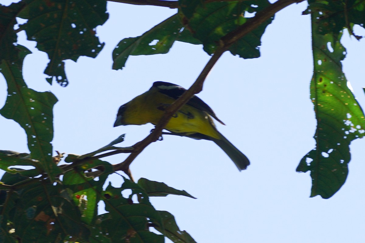 Піранга білокрила - ML647498591