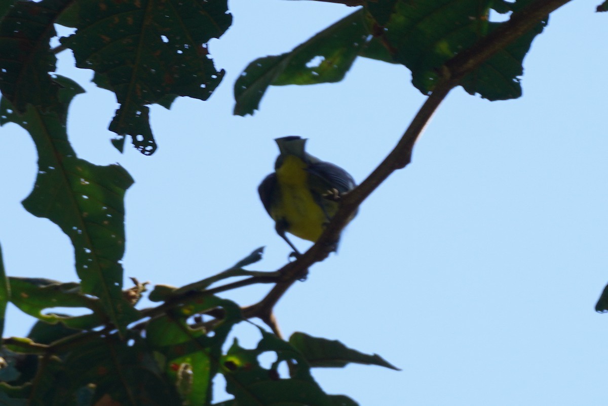 Піранга білокрила - ML647498592