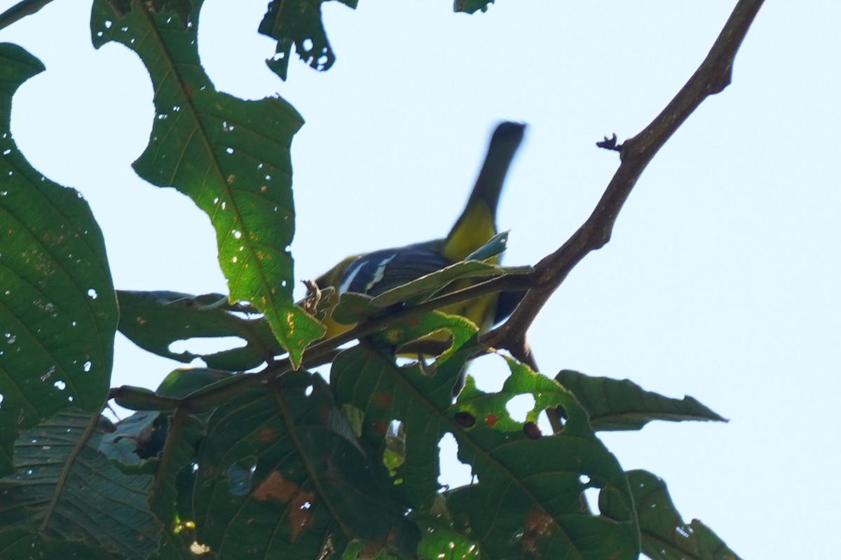 Піранга білокрила - ML647498593