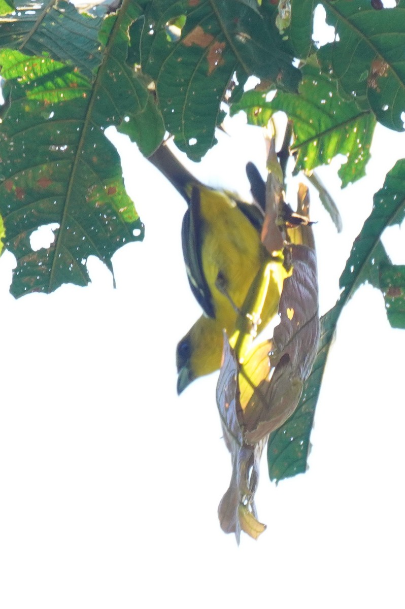 Піранга білокрила - ML647498594