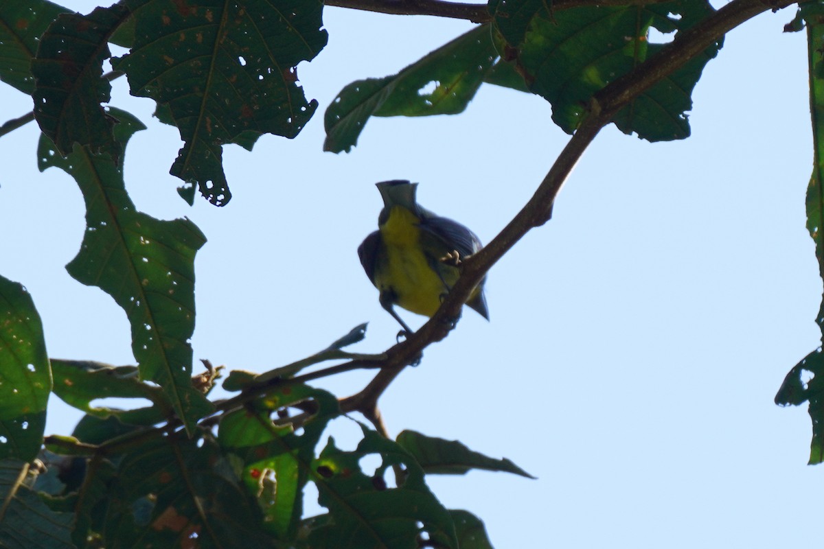 Піранга білокрила - ML647498595