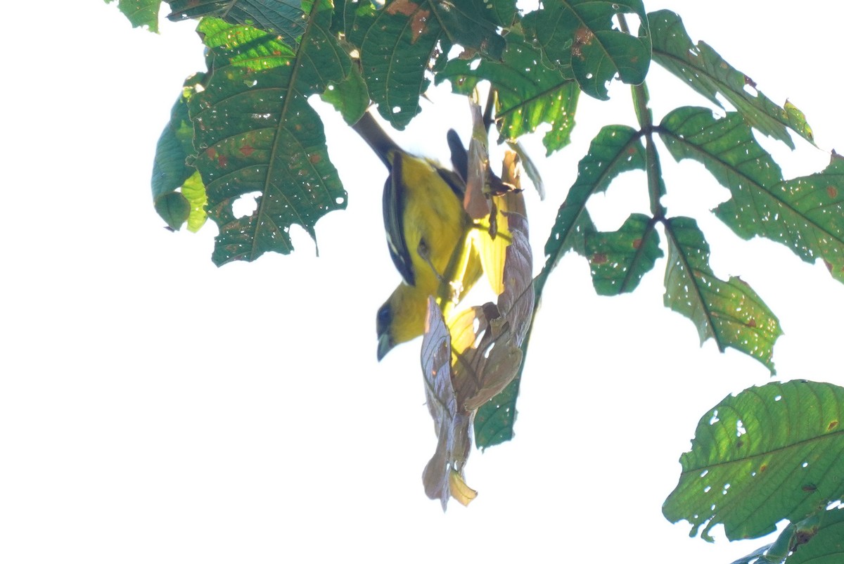 Піранга білокрила - ML647498596