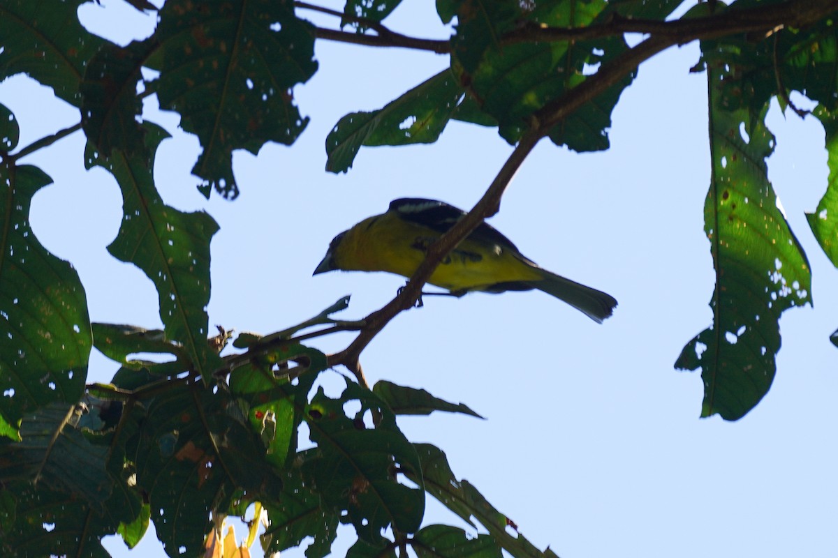 Піранга білокрила - ML647498597