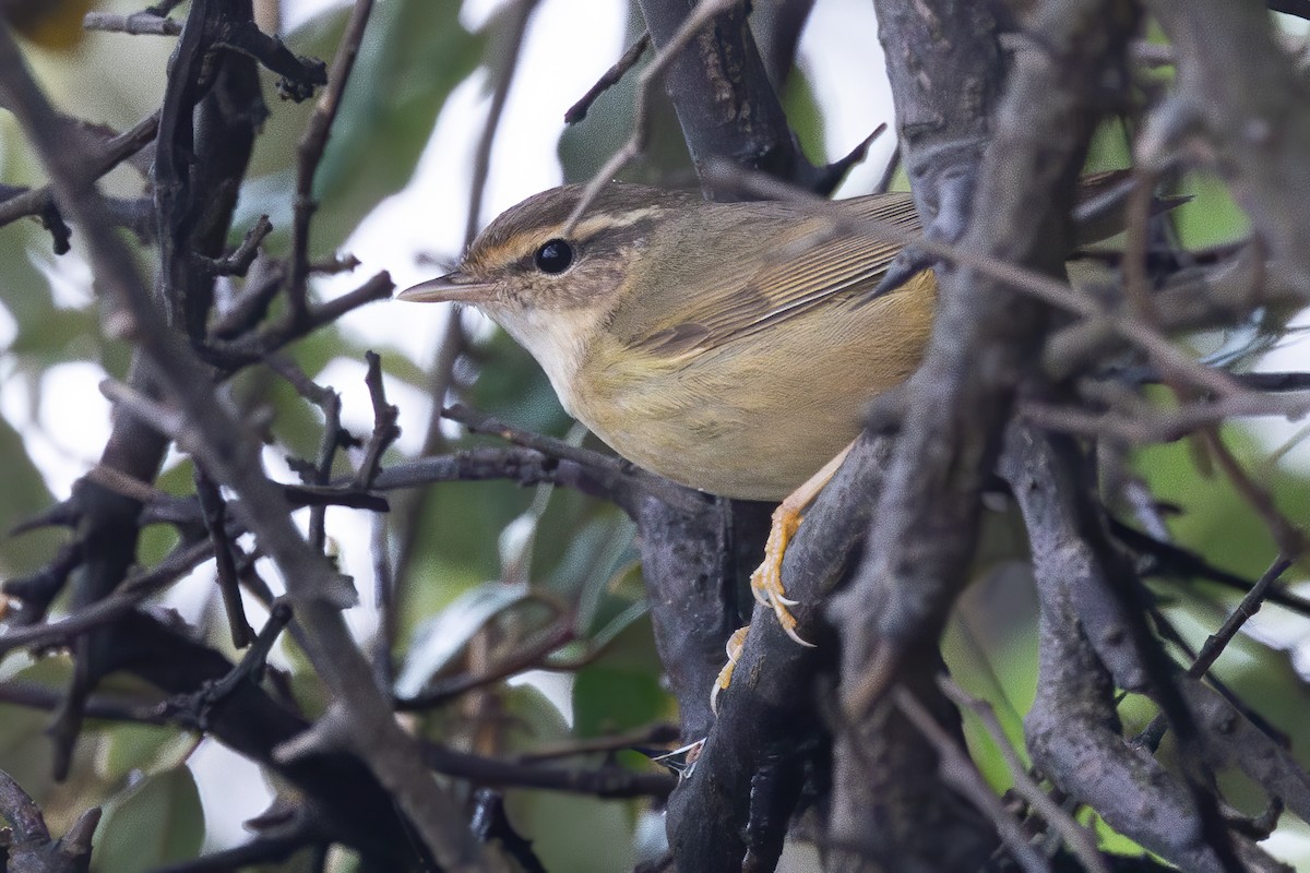 Вівчарик товстодзьобий - ML647498598