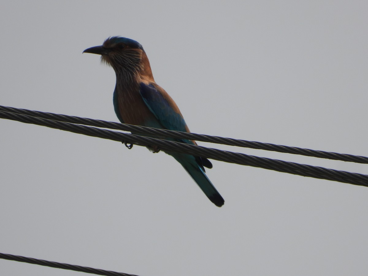 Сиворакша бенгальська - ML647498599