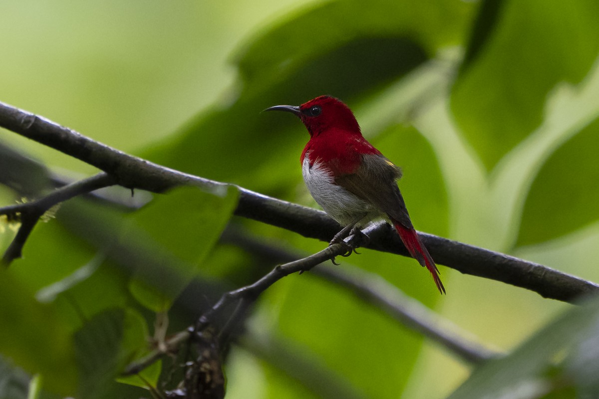 Сіпарая кармінова - ML647498601