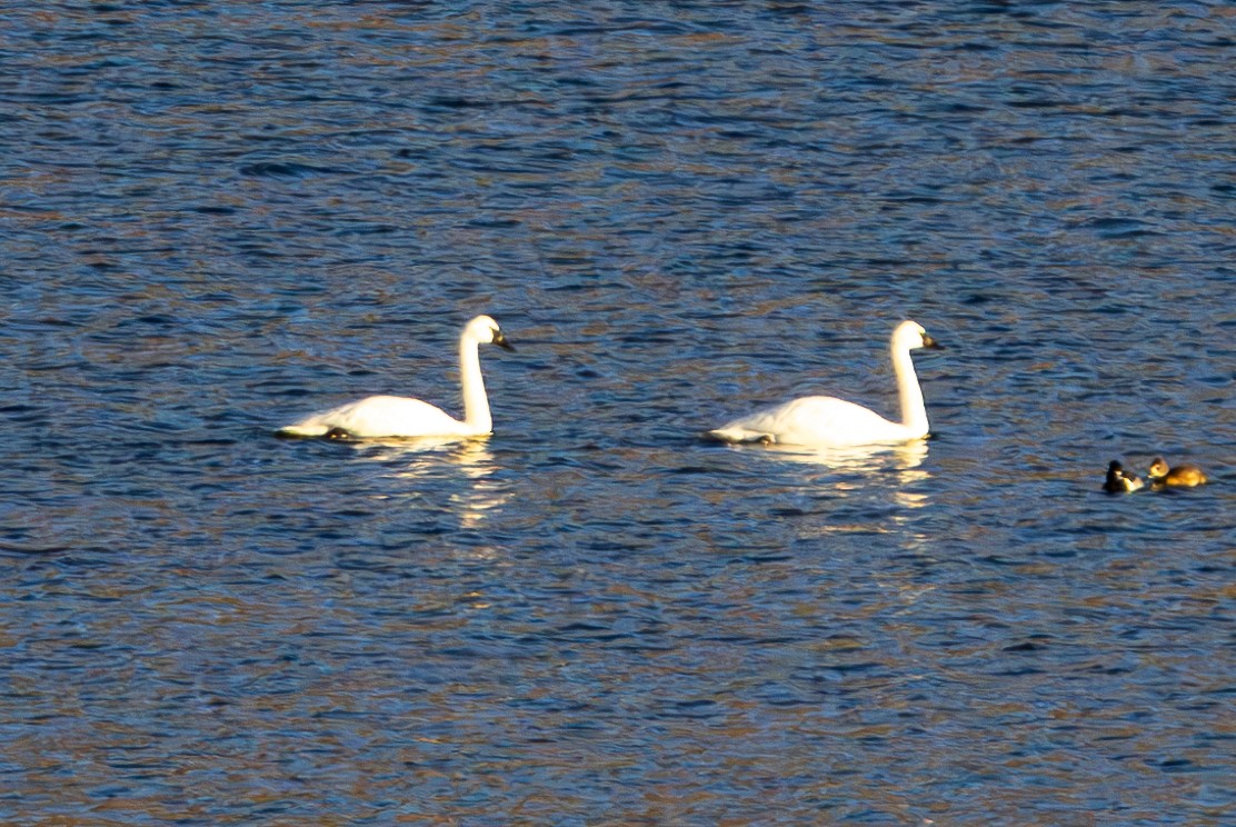 Лебідь-трубач - ML647498603