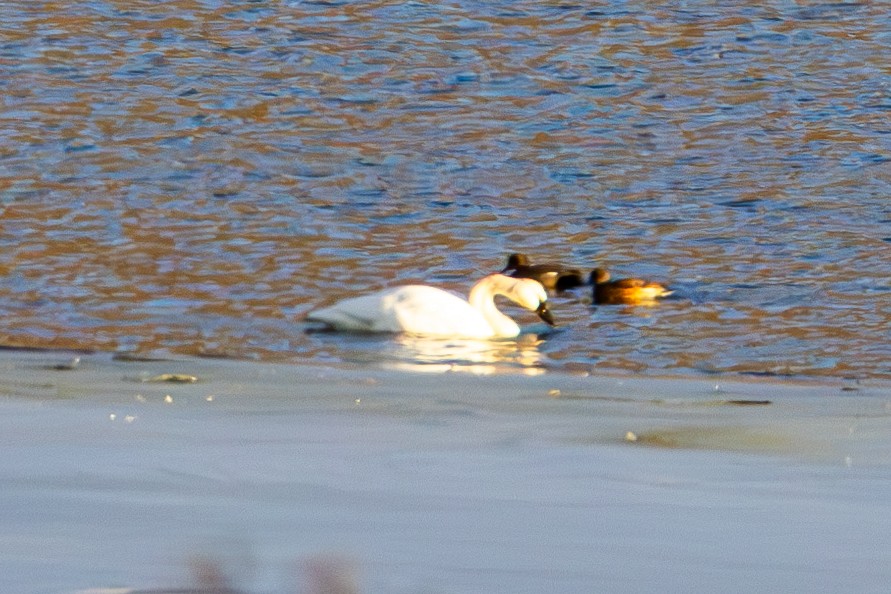 Лебідь-трубач - ML647498604