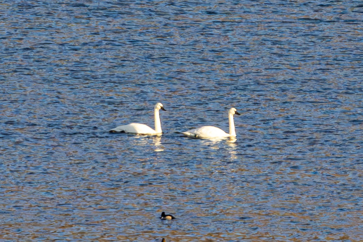 Лебідь-трубач - ML647498605