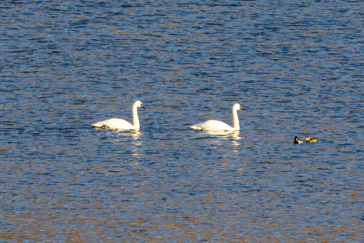 Лебідь-трубач - ML647498606