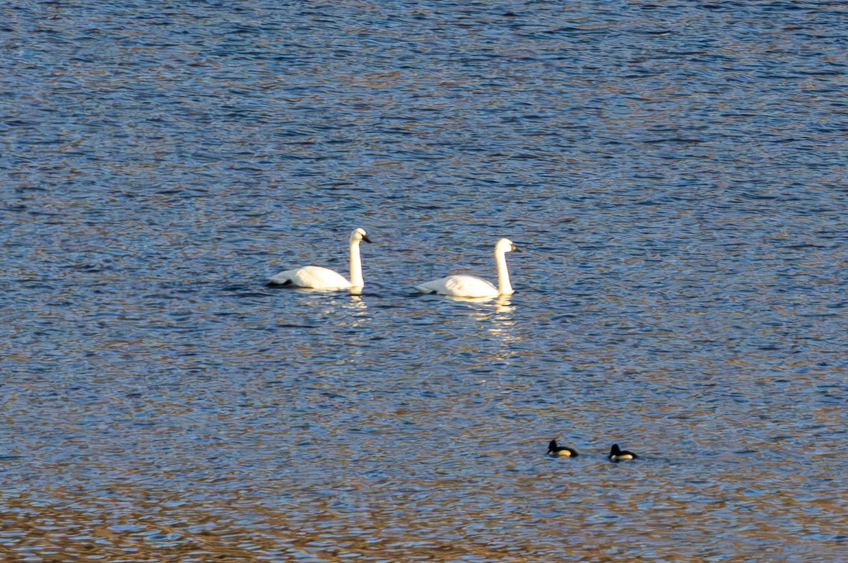 Лебідь-трубач - ML647498607