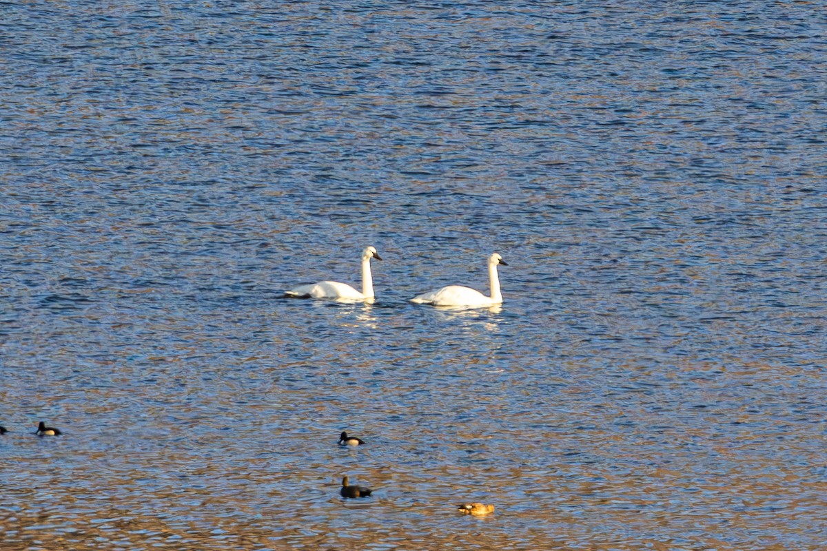 Лебідь-трубач - ML647498608