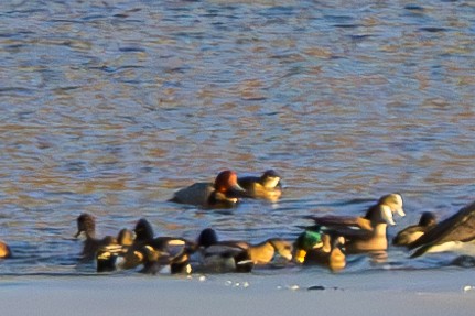 Попелюх американський - ML647498610