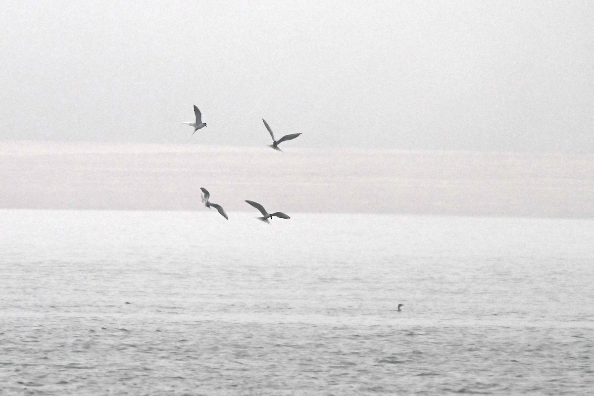 Крячок індійський - ML647498614