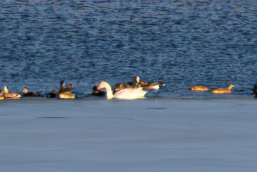 Гуска біла - ML647498615