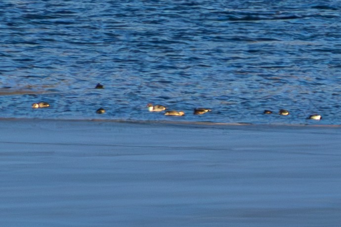 Шилохвіст північний - ML647498616