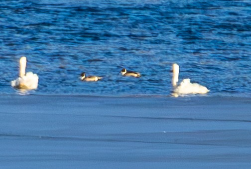 Шилохвіст північний - ML647498617