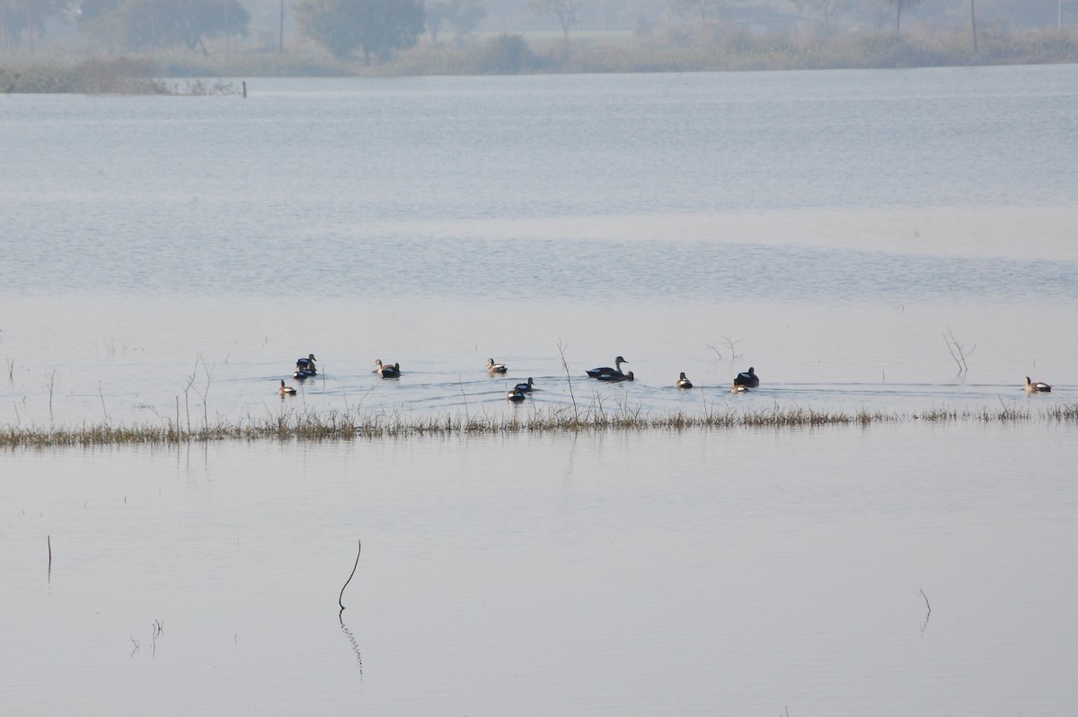 Крижень чорний - ML647498620