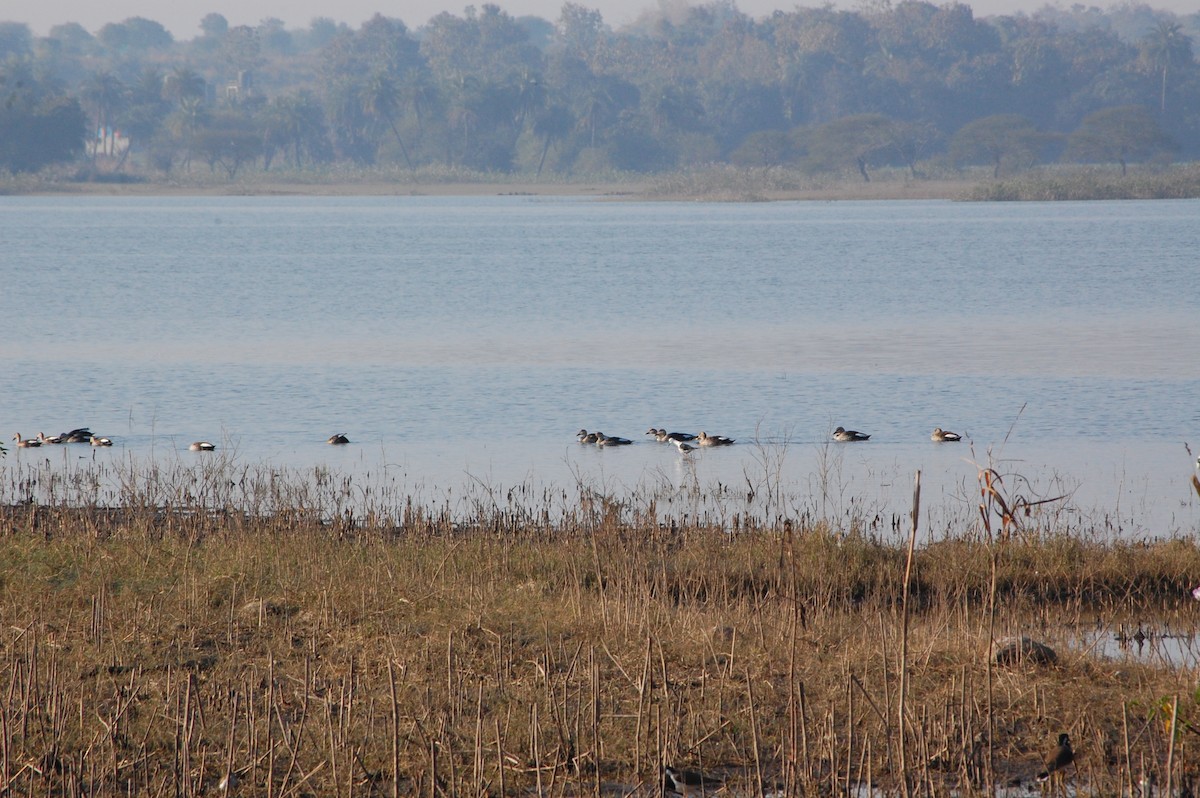 Крижень чорний - ML647498621