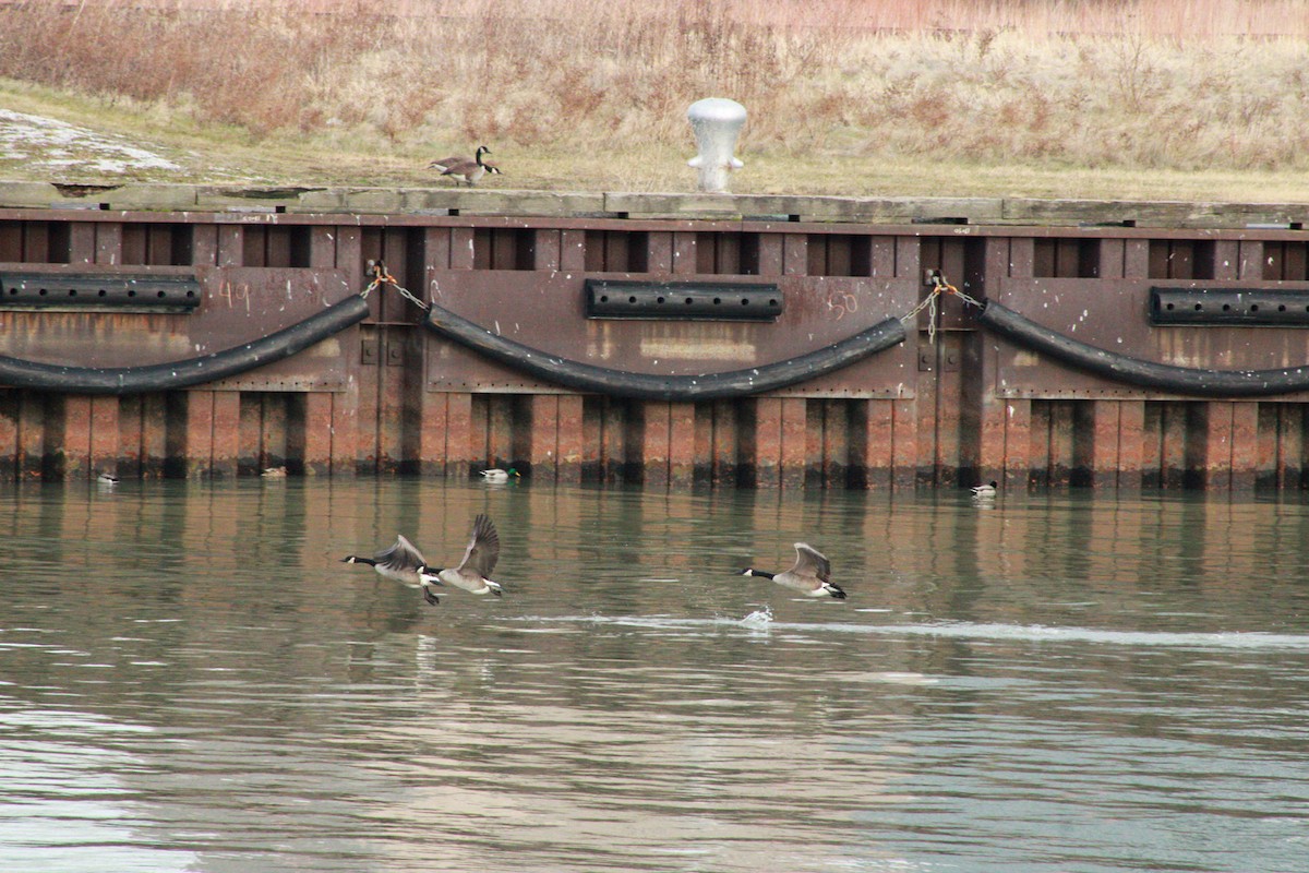 berneška velká - ML647498627