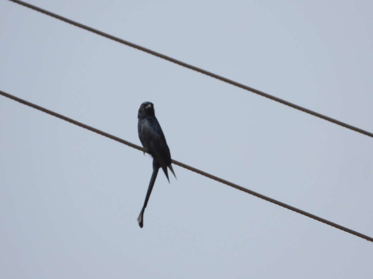 drongo černý - ML647498632