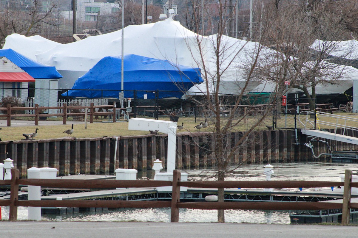 berneška velká - ML647498636