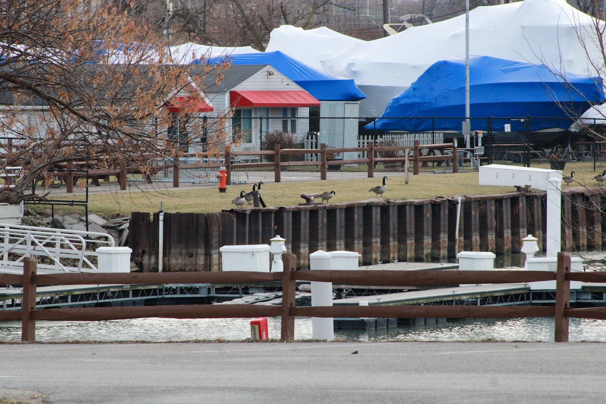 berneška velká - ML647498638