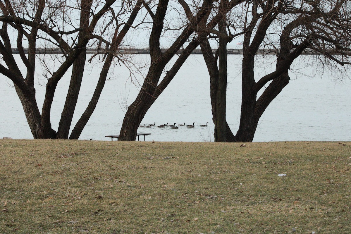 berneška velká - ML647498639