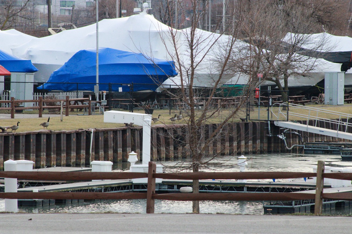 berneška velká - ML647498640