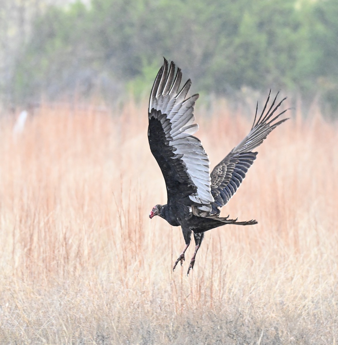 Turkey Vulture - ML647498643