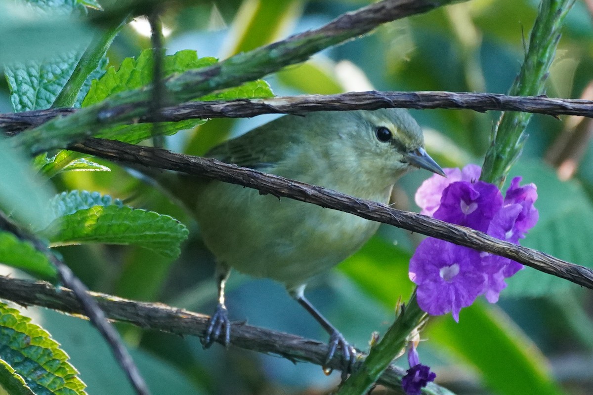 Tennesse Ötleğeni - ML647498649