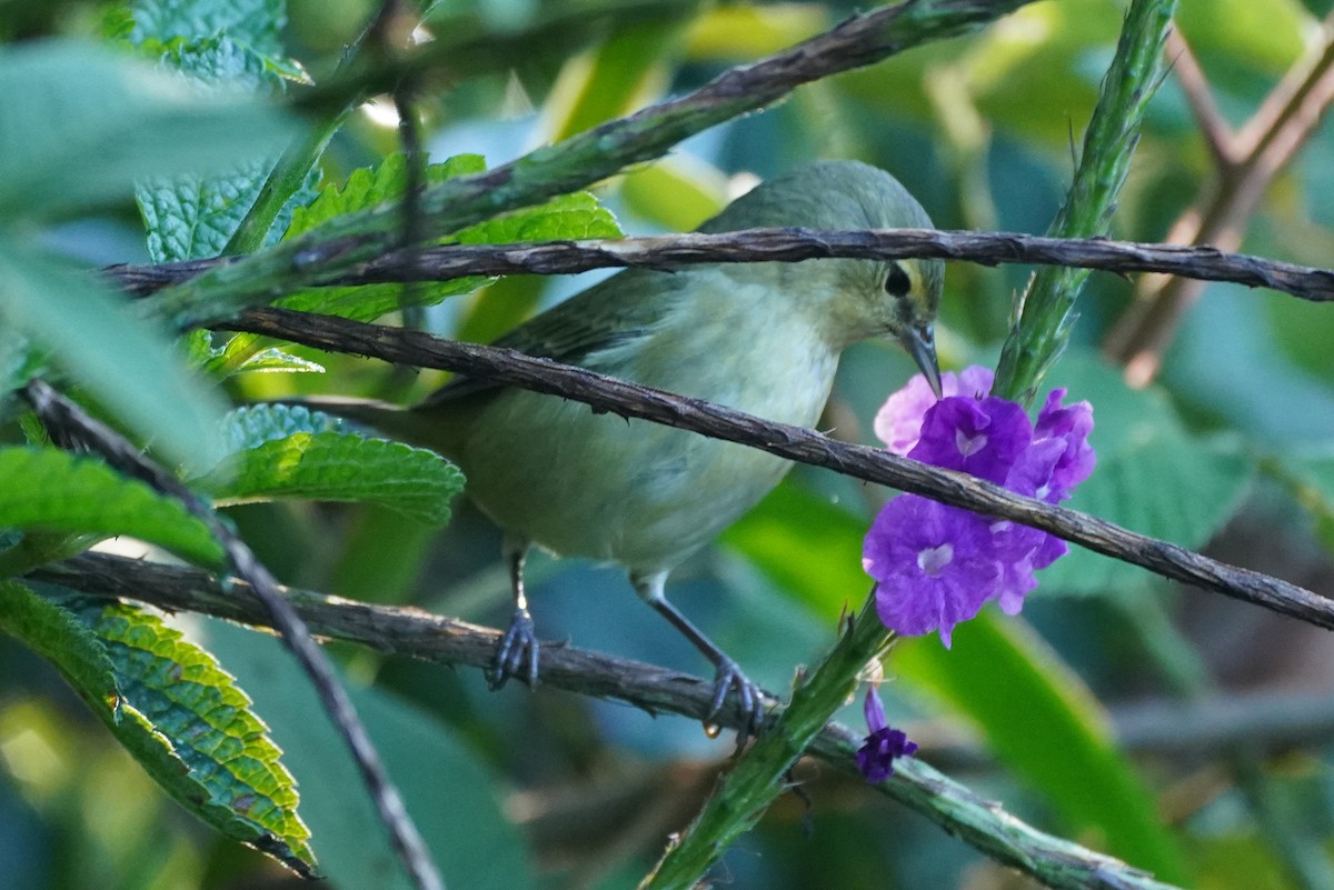 Tennesse Ötleğeni - ML647498650