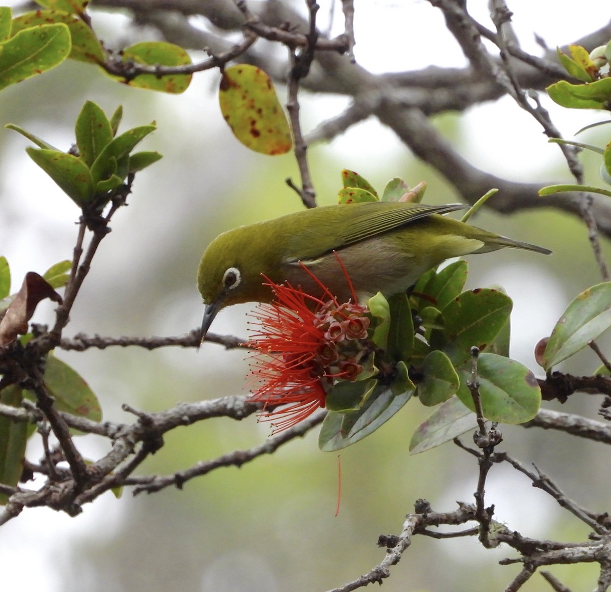 Warbling White-eye - ML647498696