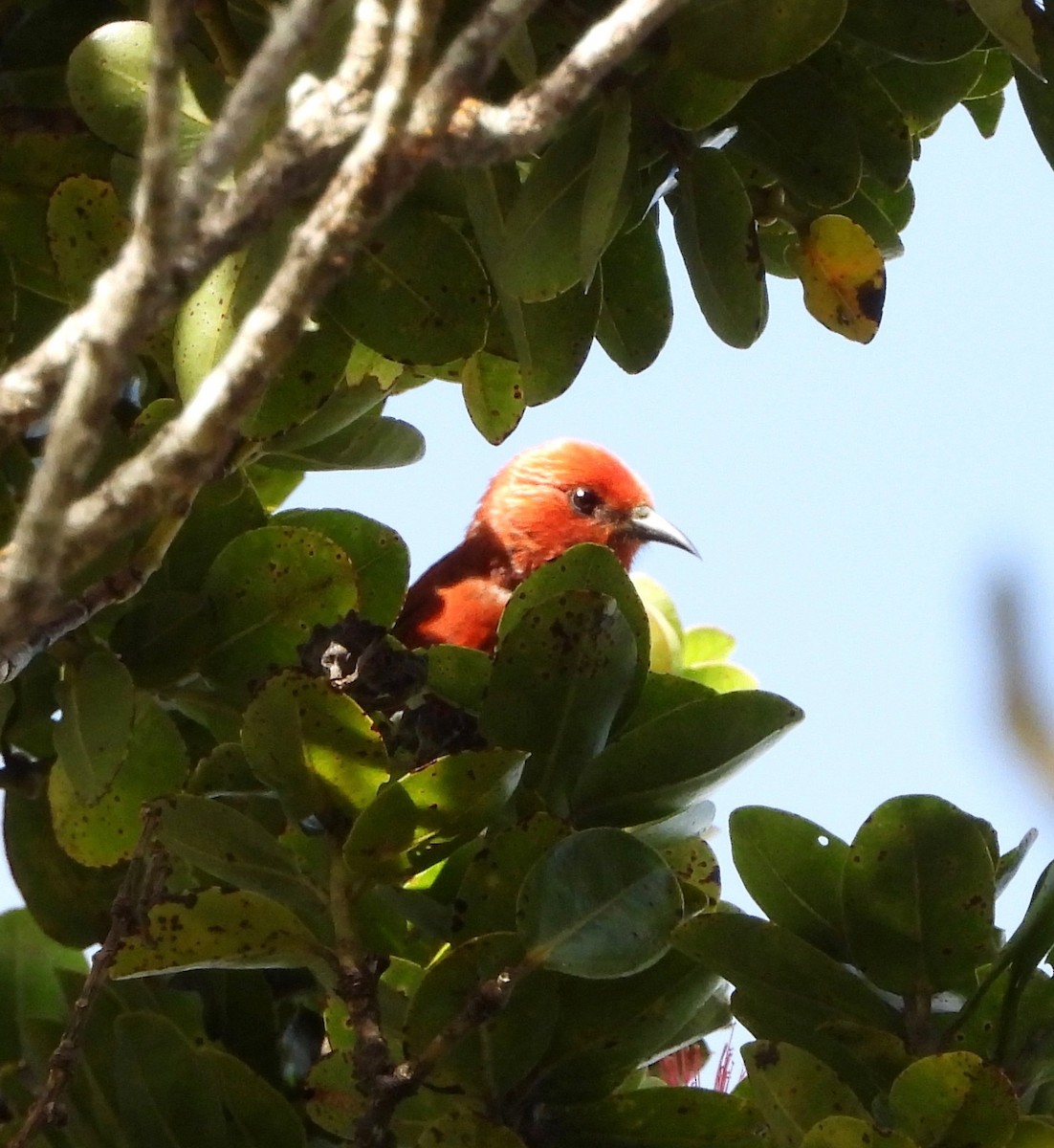 Малиновая апапане - ML647498731