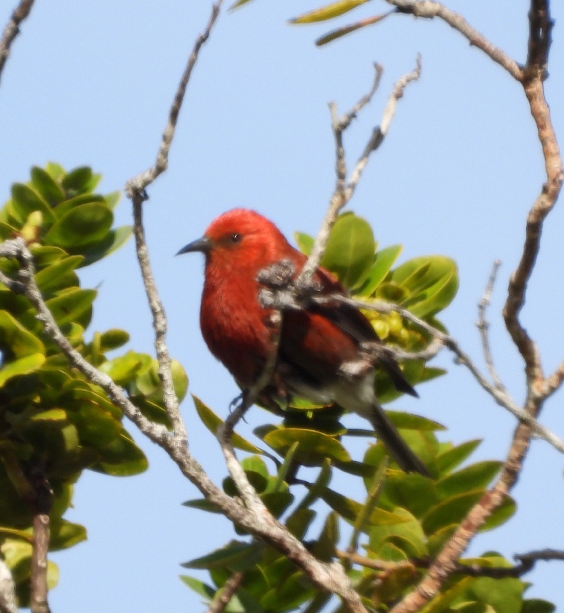 Малиновая апапане - ML647498732