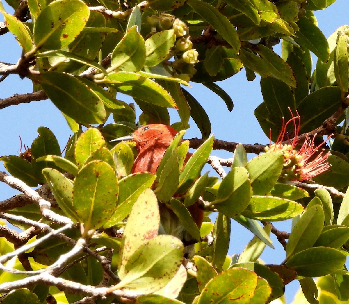 Малиновая апапане - ML647498733