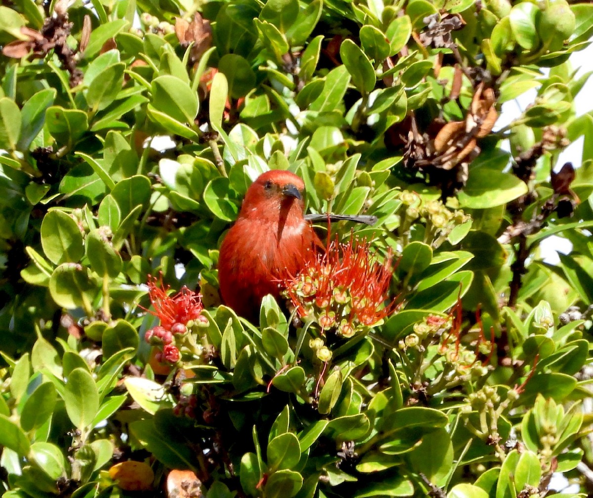 Малиновая апапане - ML647498734