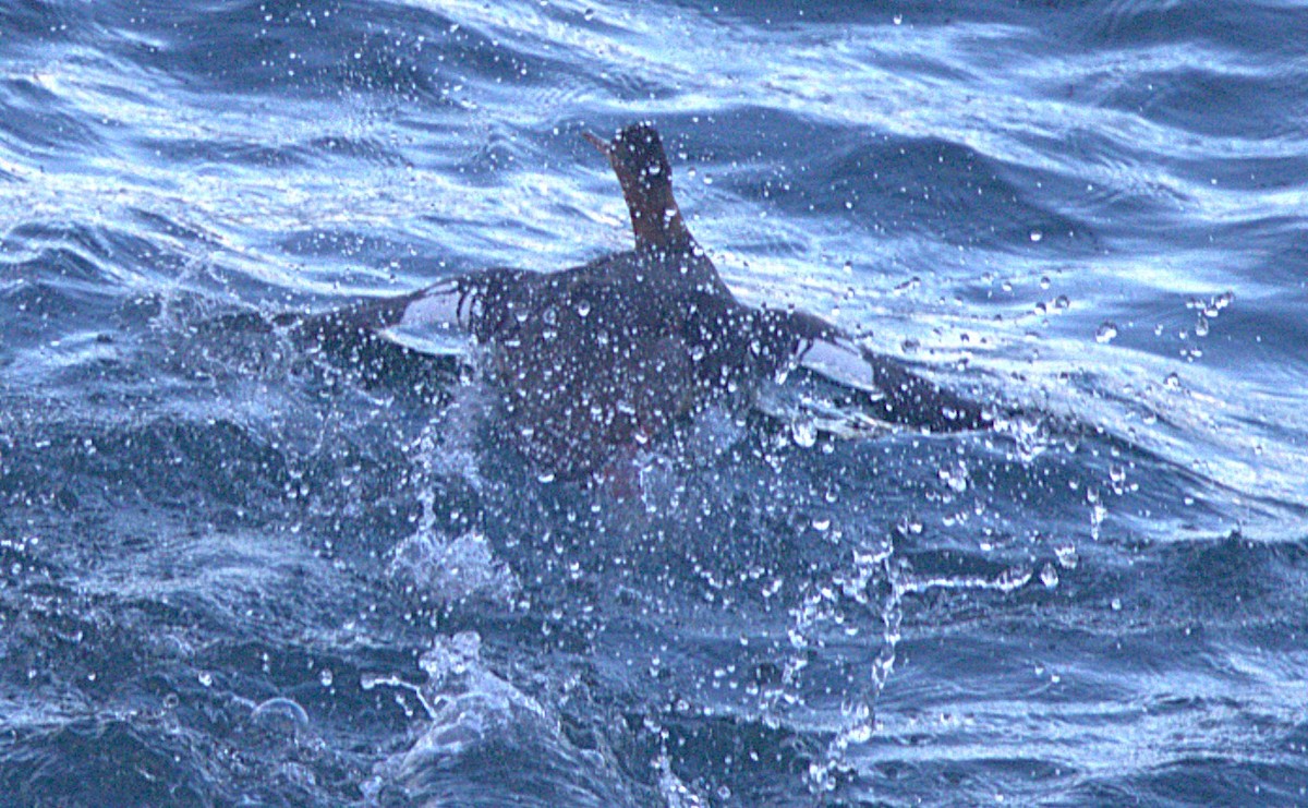 Serreta Mediana - ML647498735