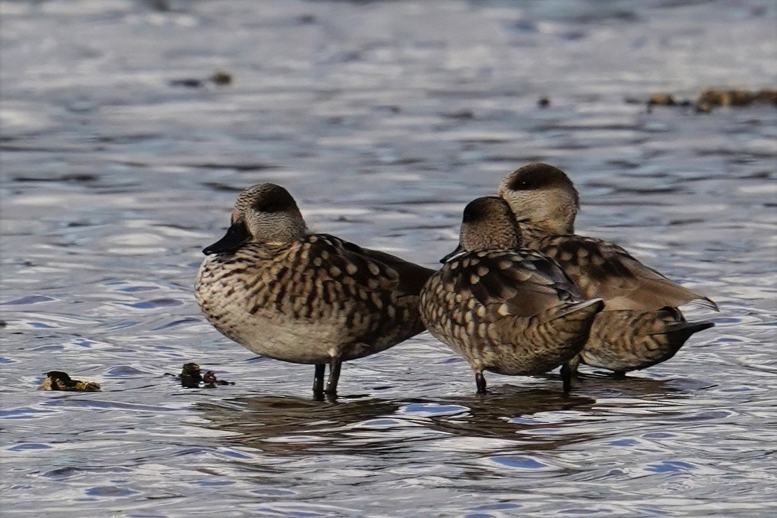 Marbled Duck - ML647498743