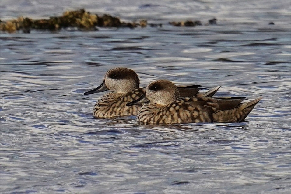 Marbled Duck - ML647498744