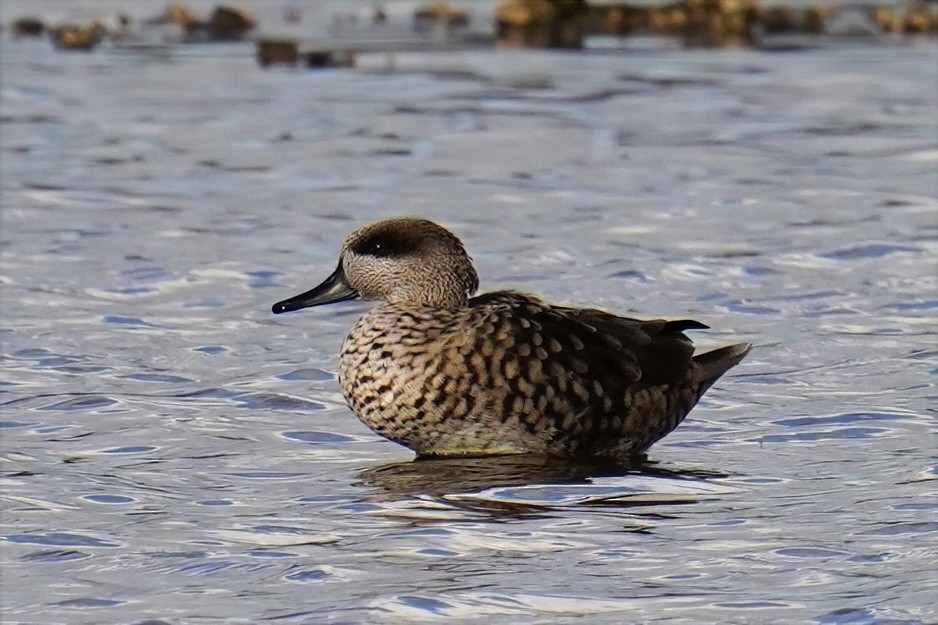 Marbled Duck - ML647498745