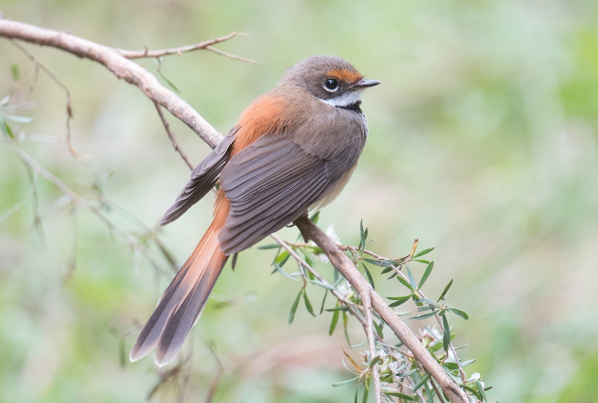 Australian Rufous Fantail - ML647498765