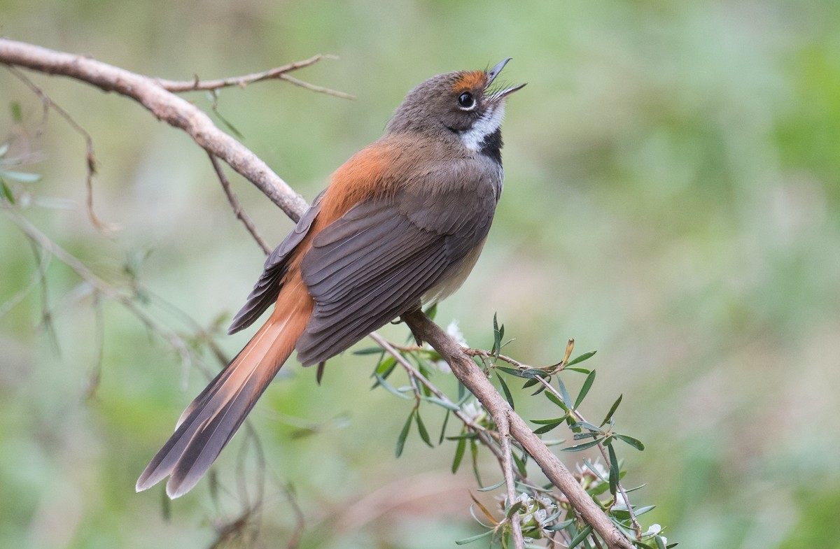 Australian Rufous Fantail - ML647498772