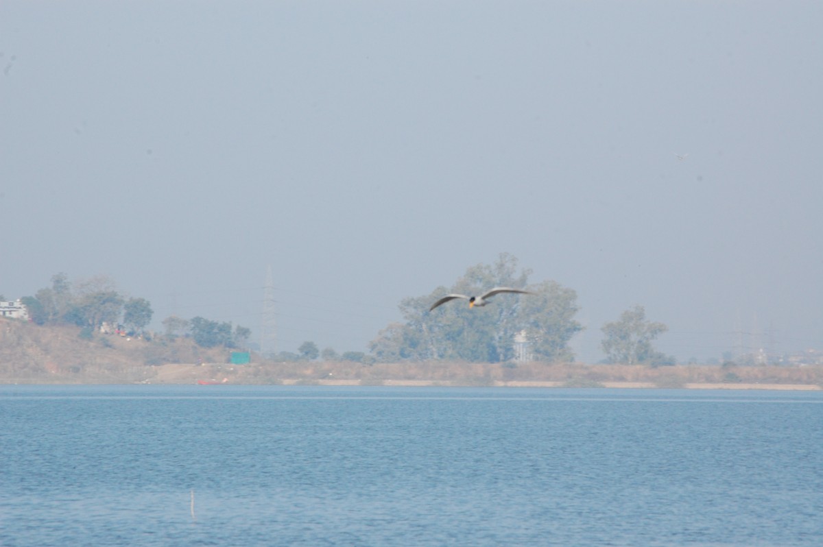 Индийская крачка - ML647498780