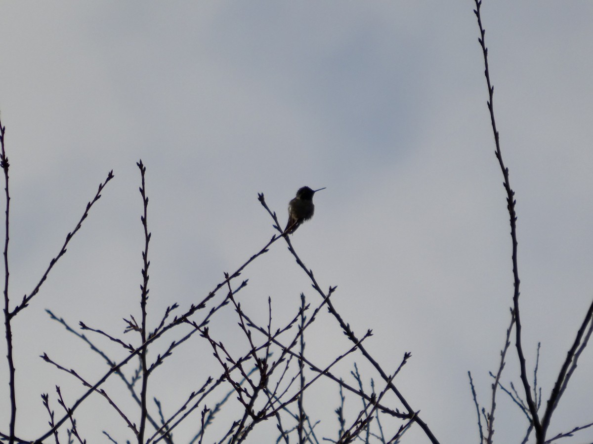Anna's Hummingbird - ML647498783