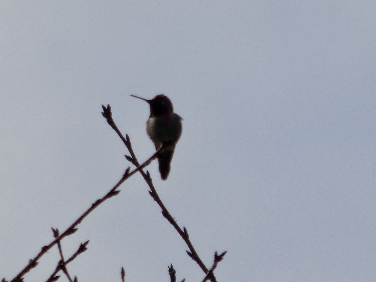 Рубиновый калипсо - ML647498784