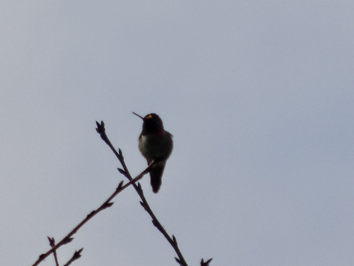 Anna's Hummingbird - ML647498785