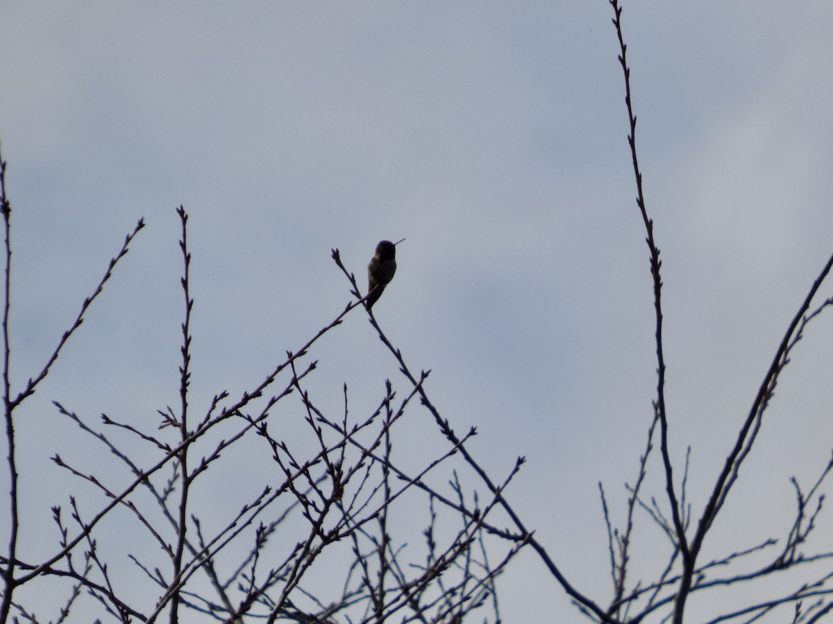 Anna's Hummingbird - ML647498786